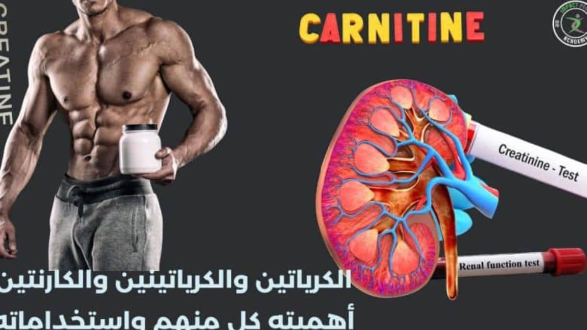 الكرياتين والكرياتينين والكارنتين أهميته كل منهم واستخداماته