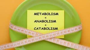 السمنة: تعريفها وفهم الخلل وطريقة علاجه ,التمثيل الغذائي (Metabolism)